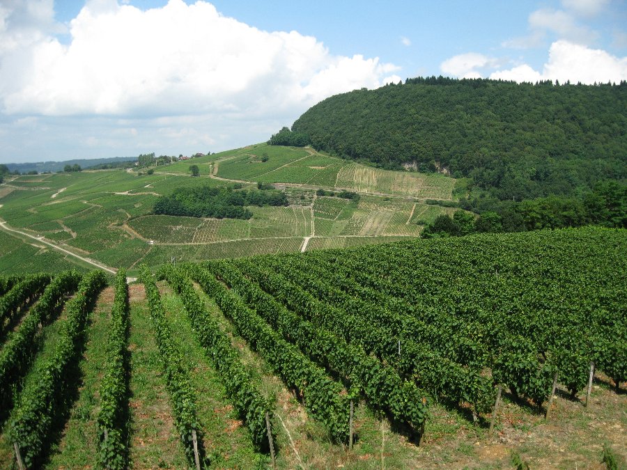 Chateau-Chalon - Les vignes du Jura - 29/07/2010 - Chateau Chalon - Photo n4